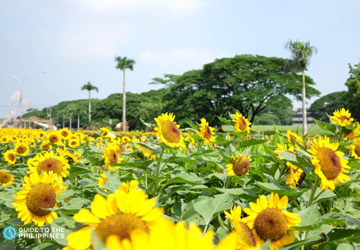 Sunflowers at the University Area in UP Diliman