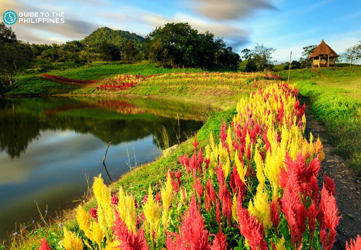 Sirao Flower Garden in Cebu, Philippines