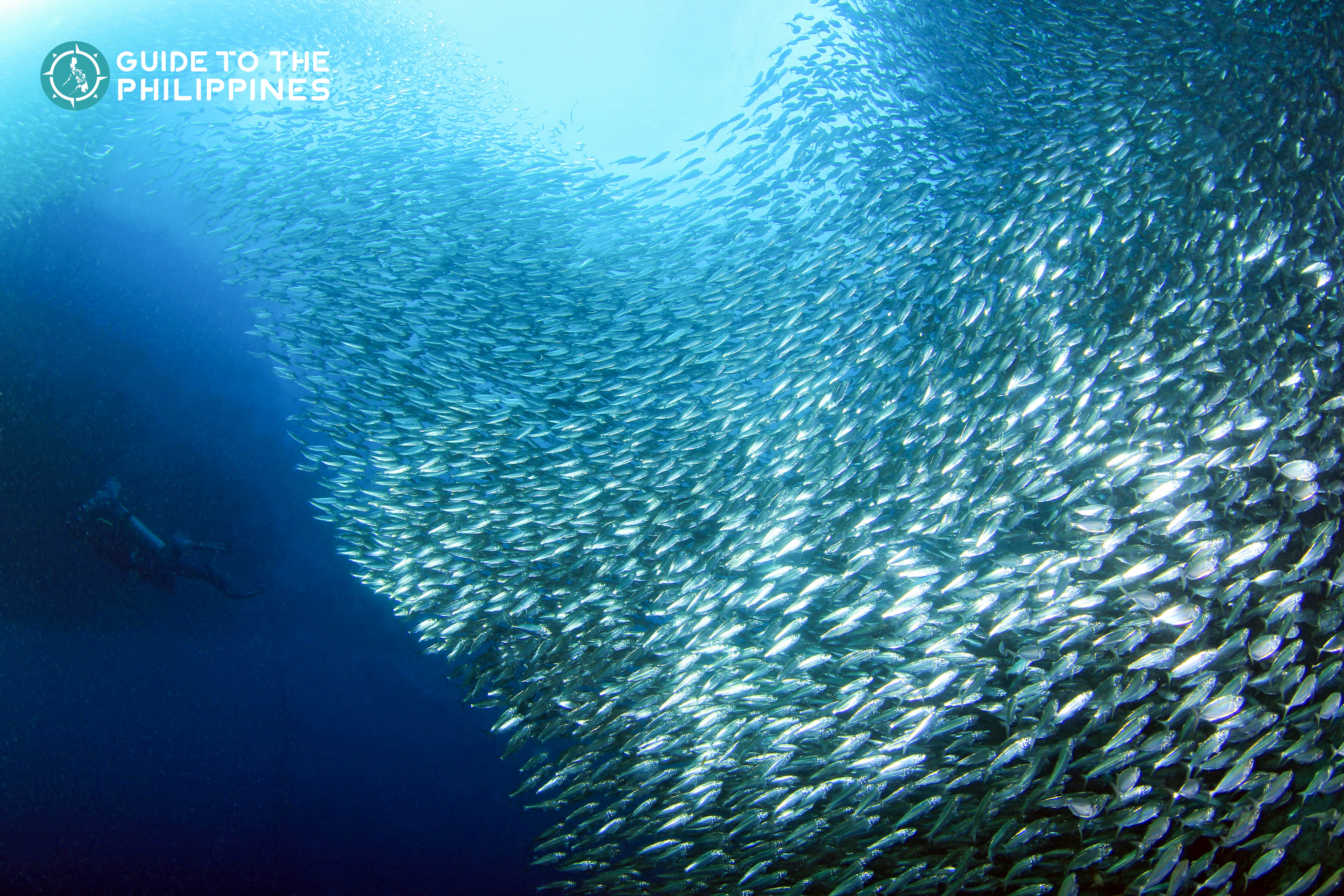 Find millions of sardines swimming in Moalboal, Cebu