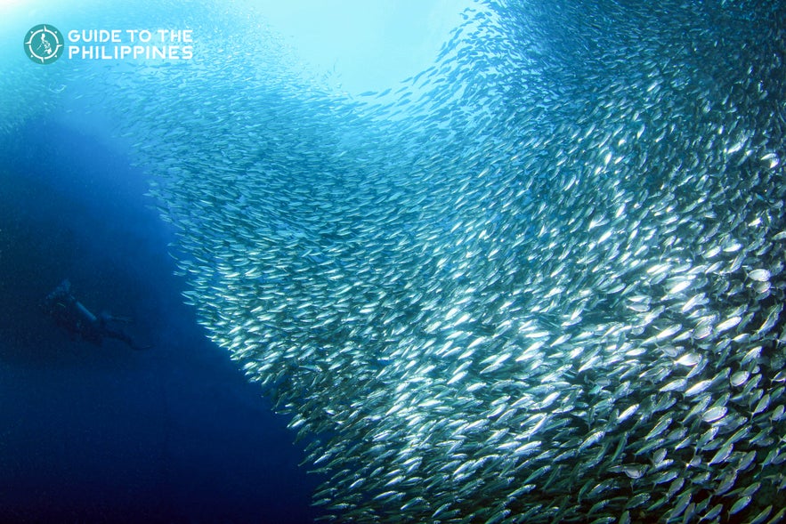 Find millions of sardines swimming in Moalboal, Cebu Find millions of sardines swimming in Moalboal, Cebu