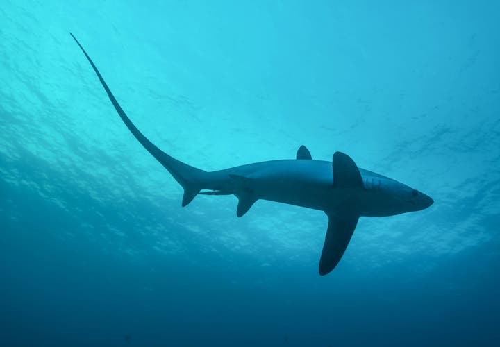 Thresher shark in Malapascua Island, Cebu