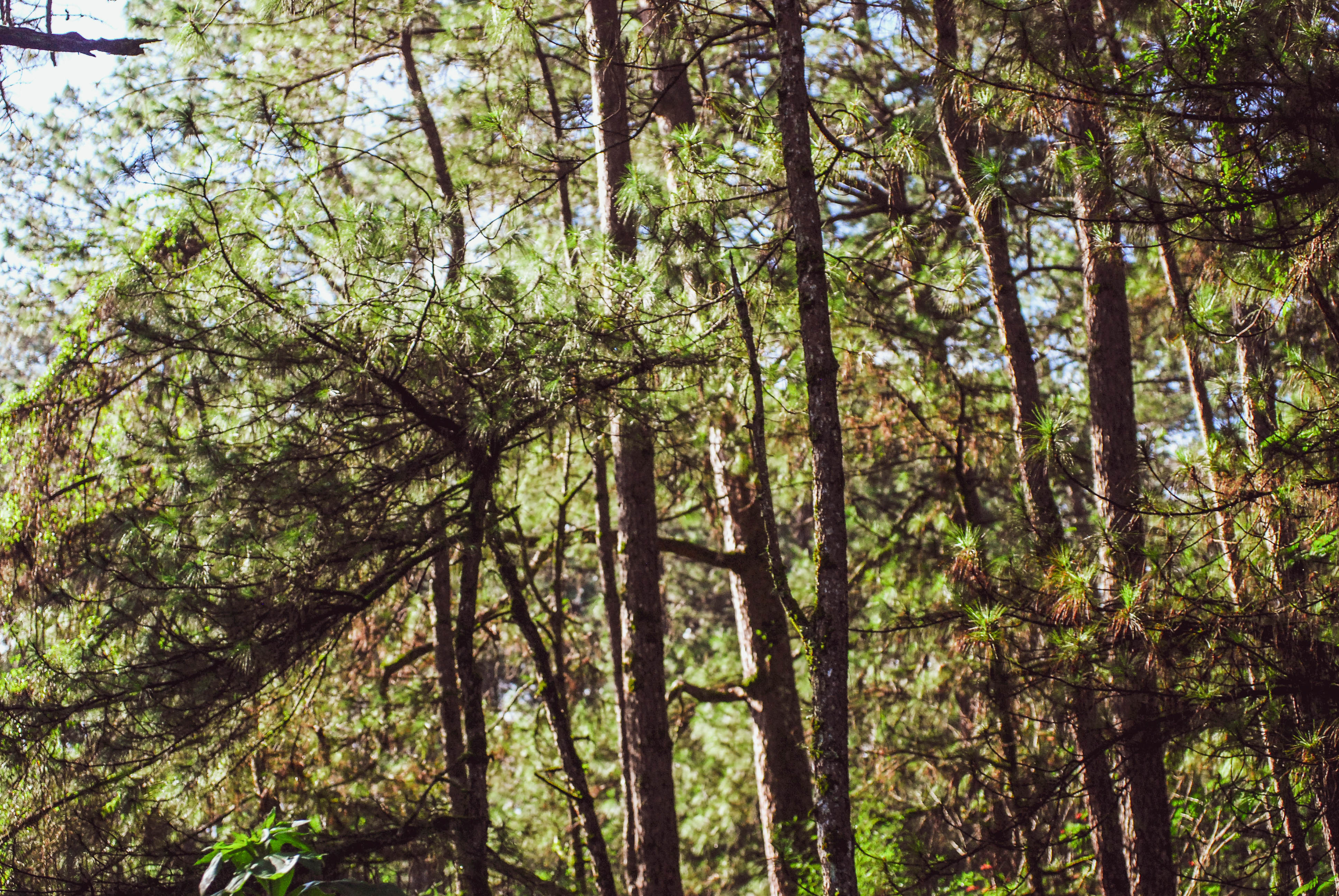 Pine trees in Baguio City