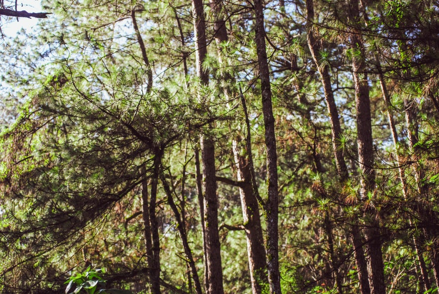 Pine trees in Baguio City Pine trees in Baguio City
