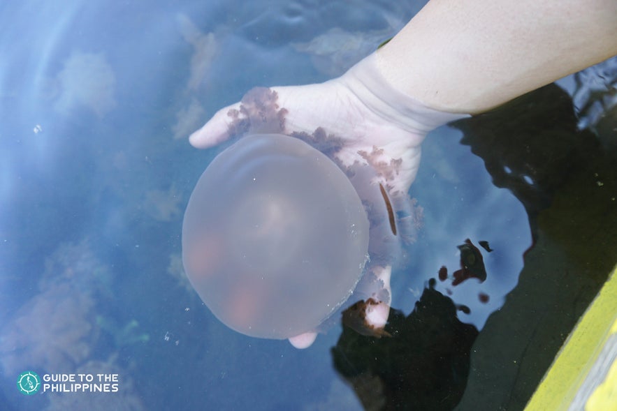Non-stinging jellyfish on the island's mangrove forest in Zamboanga Non-stinging jellyfish on the island's mangrove forest in Zamboanga