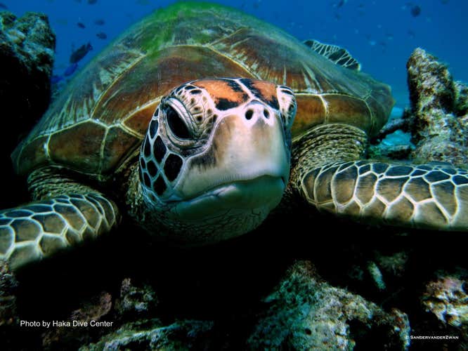 A sea turtle in crystal-clear waters, a remarkable sight during Panglao Island diving tour