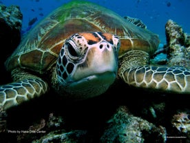A sea turtle in crystal-clear waters, a remarkable sight during Panglao Island diving tour