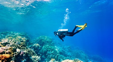 A diver exploring the vibrant underwater world of Bohol Province, a highlight of Panglao Island diving adventures