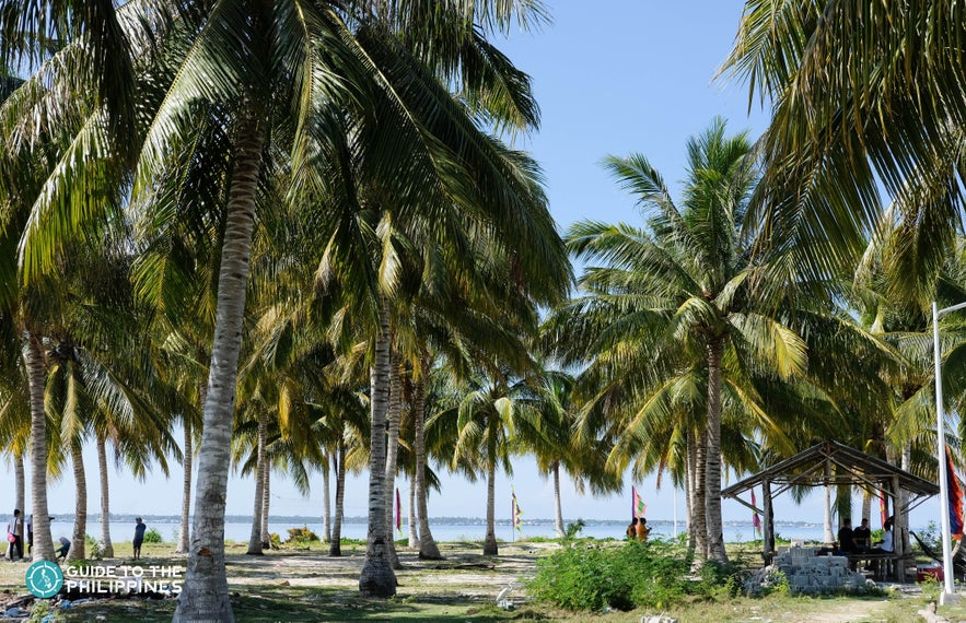 Coconut trees at Sangay Siapo Island in Tawi-Tawi, Philippines Coconut trees at Sangay Siapo Island in Tawi-Tawi, Philippines