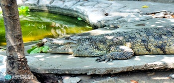 Crocodile Farm