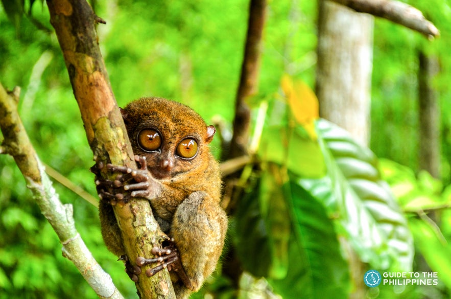 Philippine tarsiers are the smallest primate in the world Philippine tarsiers are the smallest primate in the world
