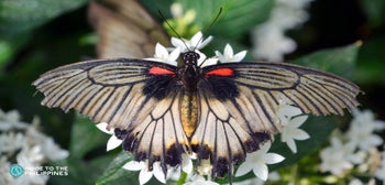 Butterfly Garden