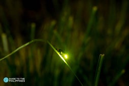 Firefly at Iwahig Firefly Watching Area in Puerto Princesa