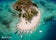 Pass Island in Coron Palawan