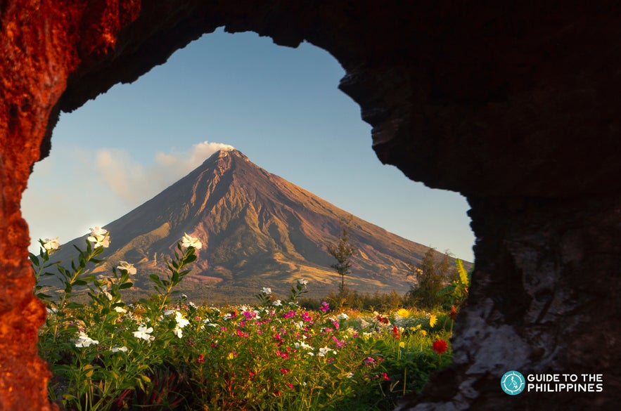 View of Mayon Volcano from a flower field View of Mayon Volcano from a flower field