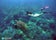 Woman swimming with a sea turtle in Apo Island