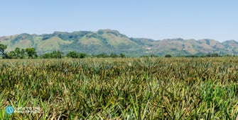 Del Monte Plantation in Bukidnon