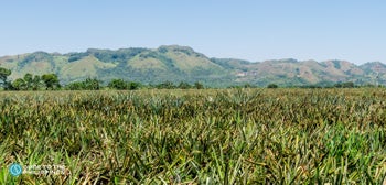 Del Monte Pineapple Plantation