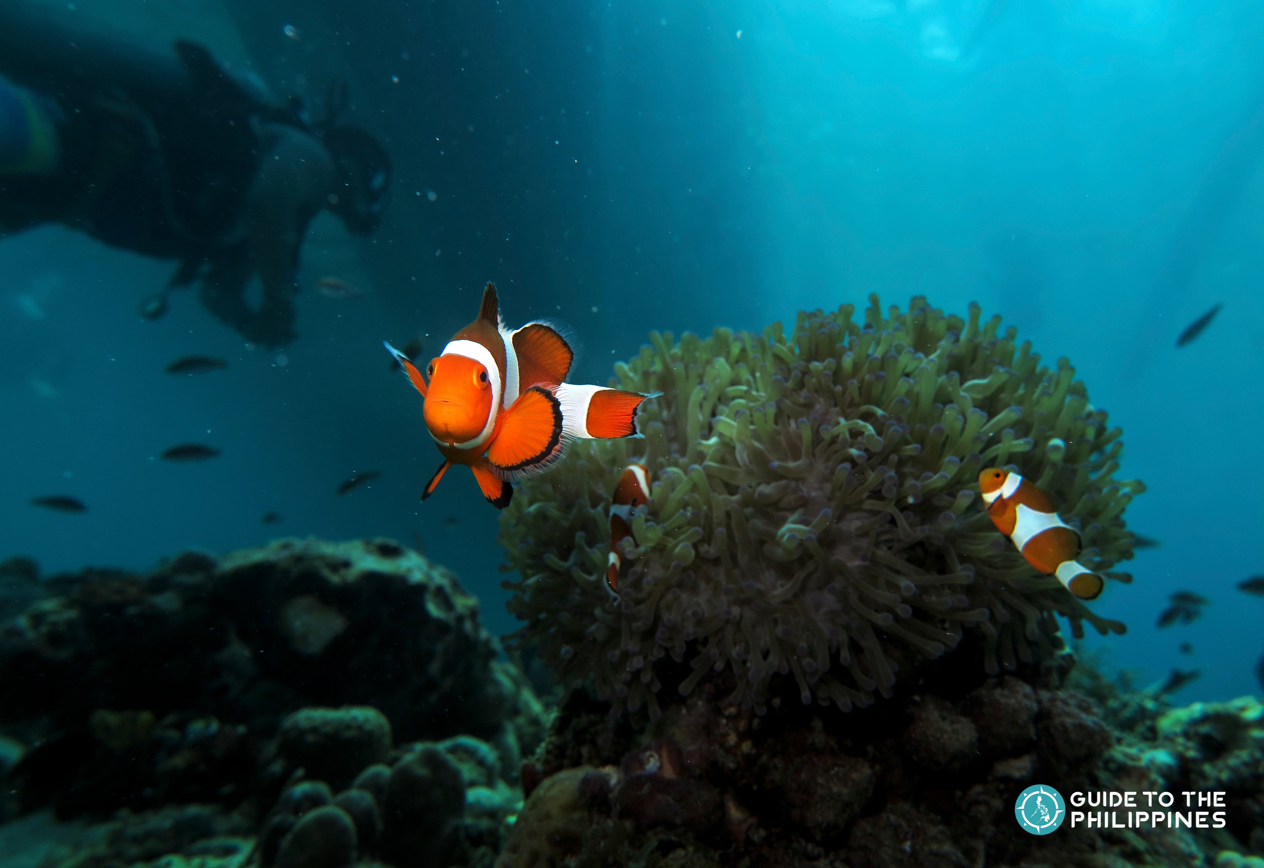 Diving in Samal Island