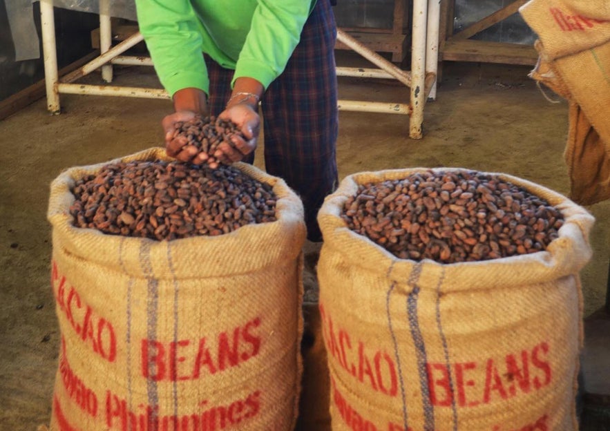 Cacao beans prodeuced in Davao Cacao beans prodeuced in Davao
