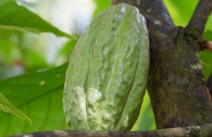 Cacao tree in Bohol Cacao tree in Bohol