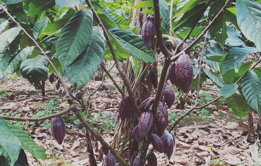 Cacao Tree from Cacao Culture Farms in Davao Cacao Tree from Cacao Culture Farms in Davao