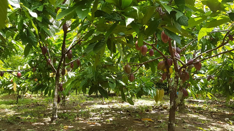 Cacao tree in Alindanaw Farms Cacao