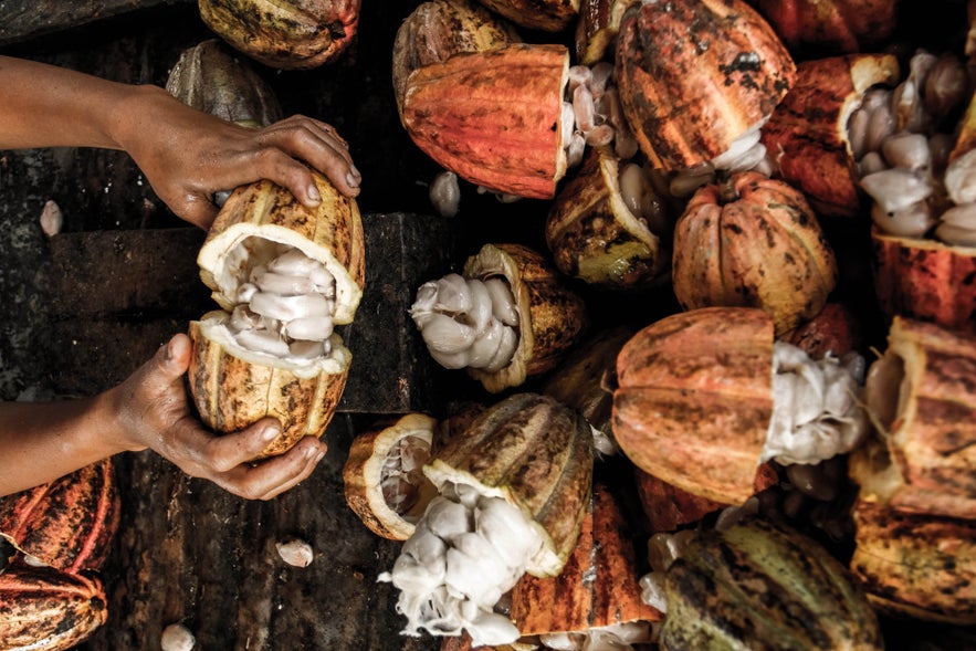 Cacao from Malagos Garden in Davao Cacao from Malagos Garden in Davao