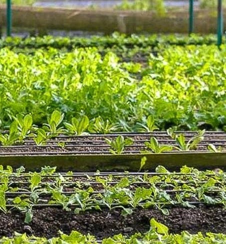 Farm Tours