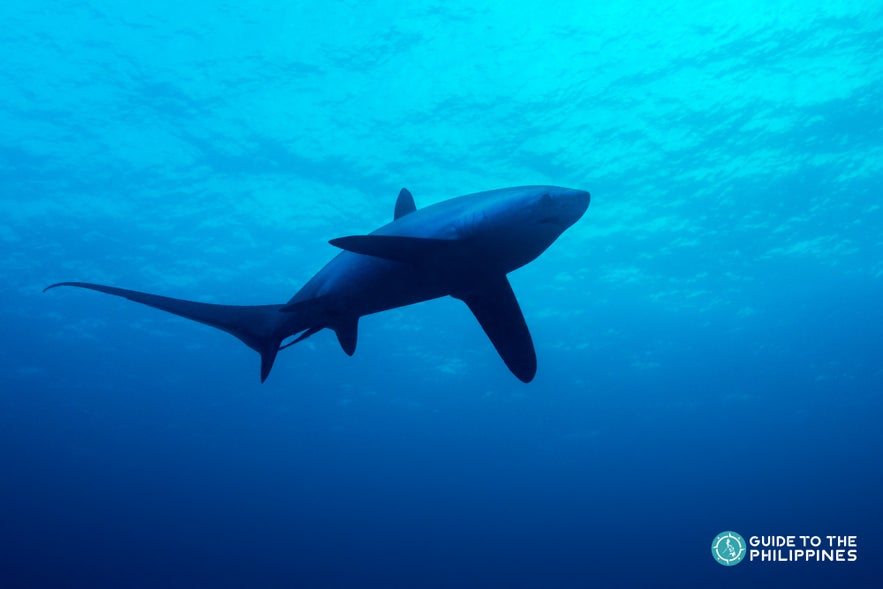 Thresher shark in Monad Shoal, Malapascua Thresher shark in Monad Shoal, Malapascua
