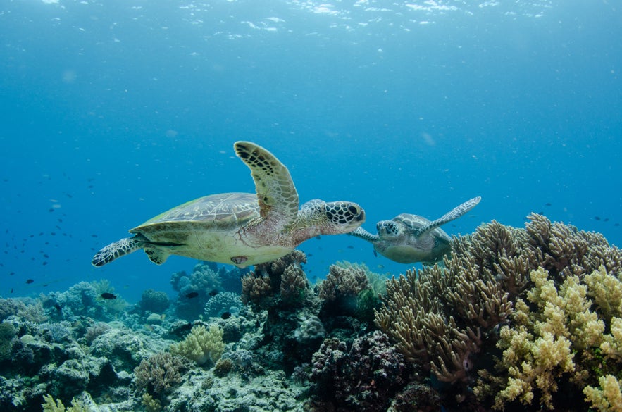 Two sea turtles in Balicasag Turtle Point Two sea turtles in Balicasag Turtle Point