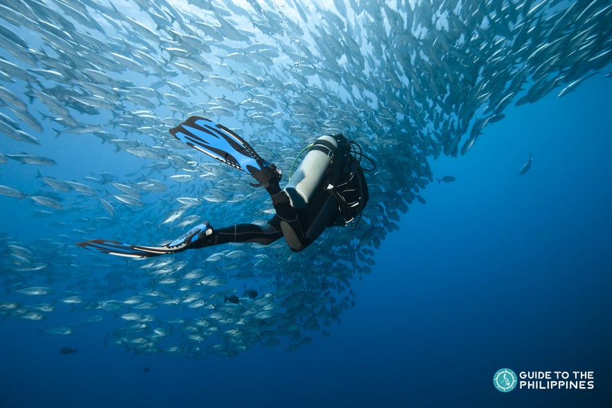 Diver with a school of jacks in Bohol Diver with a school of jacks in Bohol