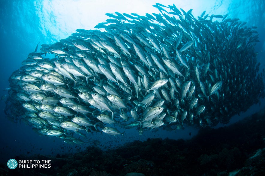School of jacks in Balicasag Marine Sanctuary School of jacks in Balicasag Marine Sanctuary