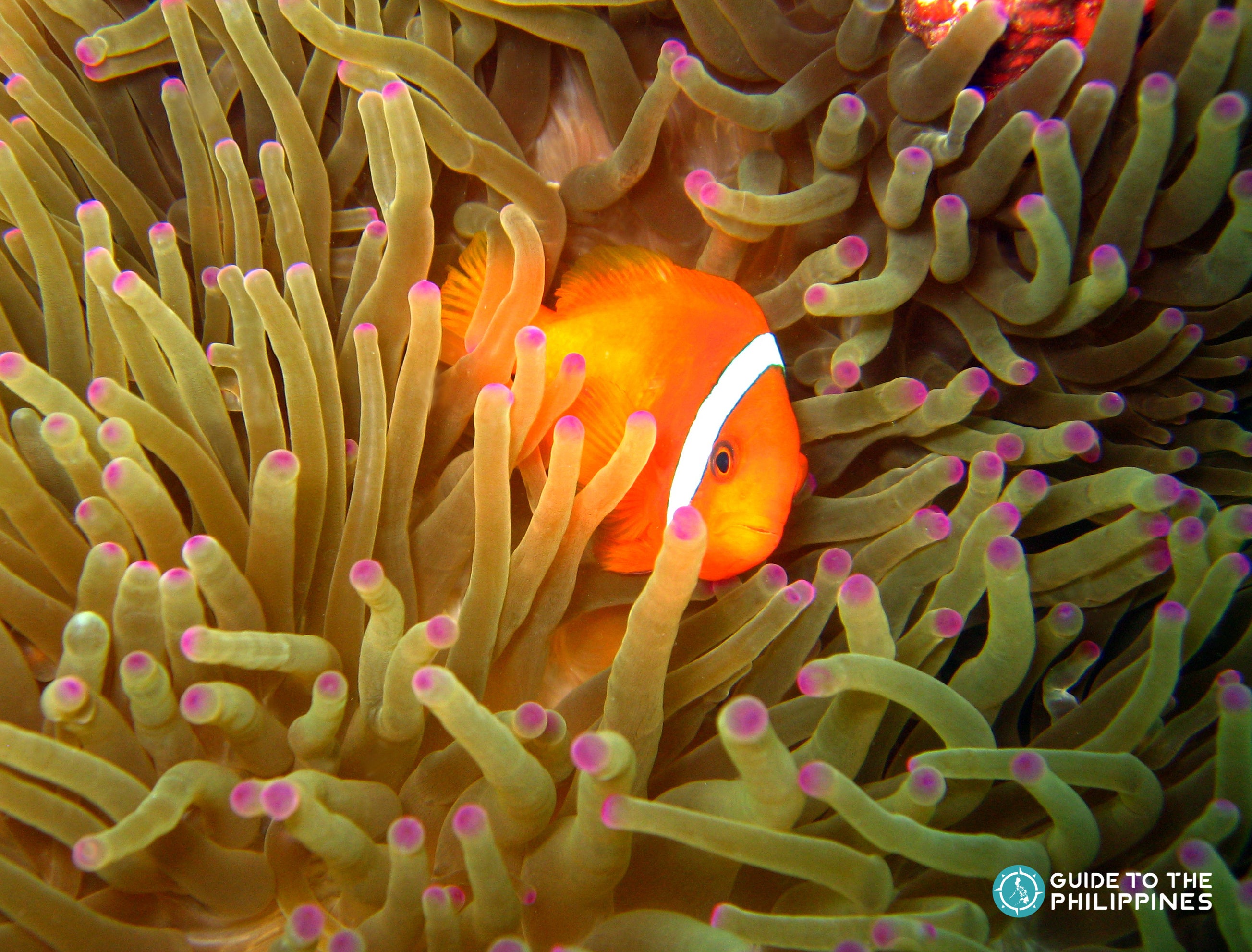 A fish in Pamilacan Island