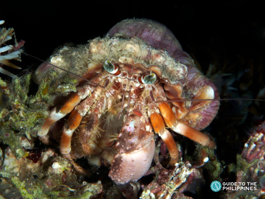 A crab in House Reef in Bohol A crab in House Reef in Bohol