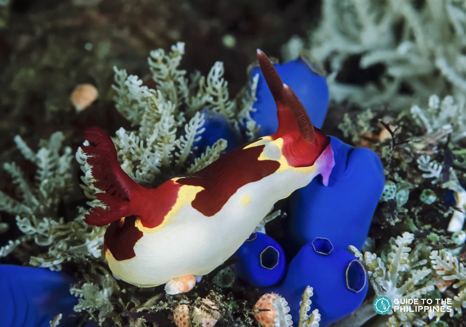 Divers Haven in Bohol