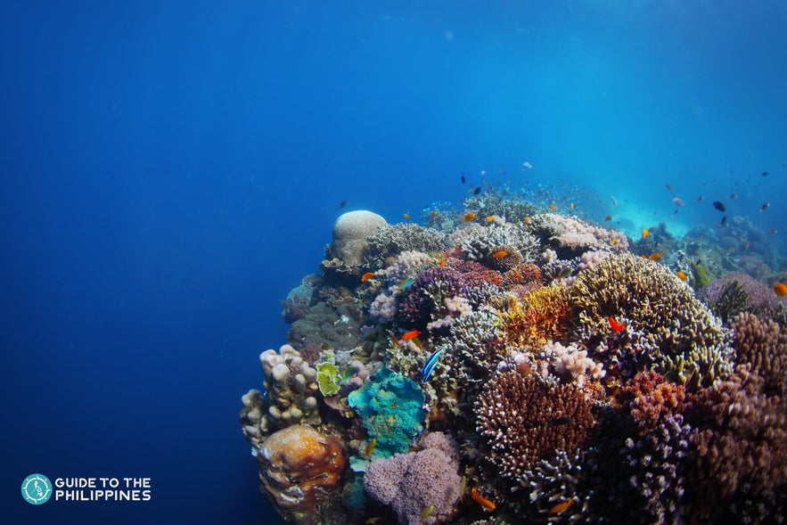 Coral reefs in a diving spot in Balicasag Island Coral reefs in a diving spot in Balicasag Island