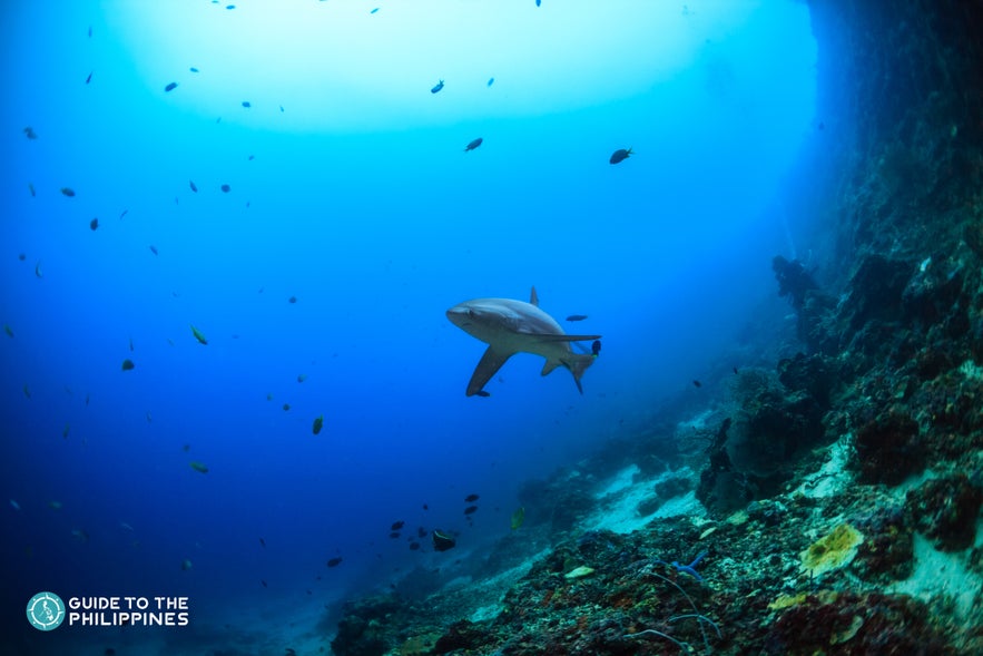 Thresher shark in a diving spot in Malapascua Thresher shark in a diving spot in Malapascua