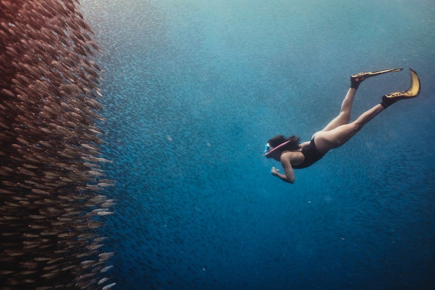 A girl experiencing the Moalboal Sardine Run A girl experiencing the Moalboal Sardine Run