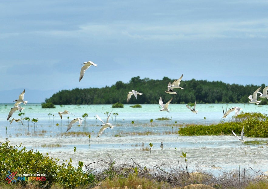 Birds flying in Olango Island Wildlife Sanctuary in Cebu Birds flying in Olango Island Wildlife Sanctuary in Cebu