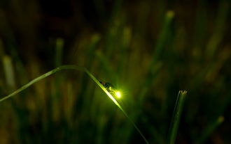 Close up photo of a firefly