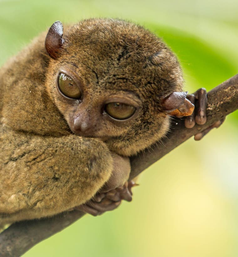 Bohol Countryside Tours