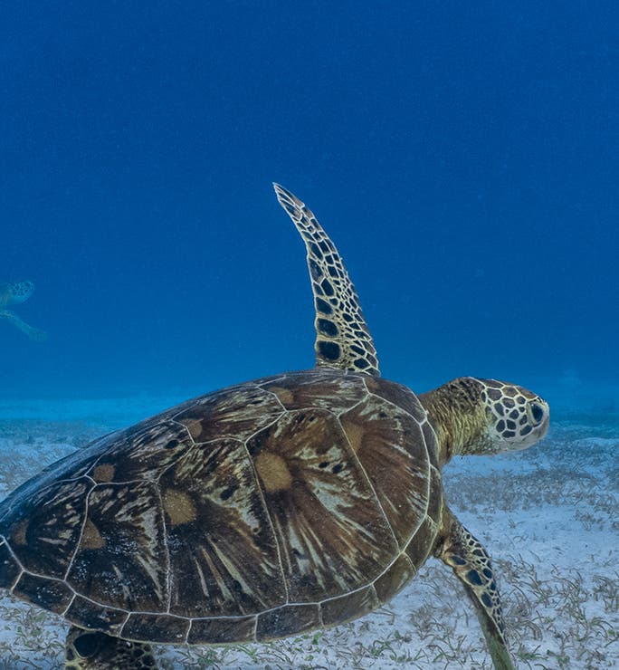 Pamilacan Island Tours