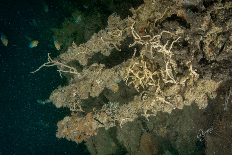 Akitsushima dive site in Coron Palawan Akitsushima dive site in Coron Palawan