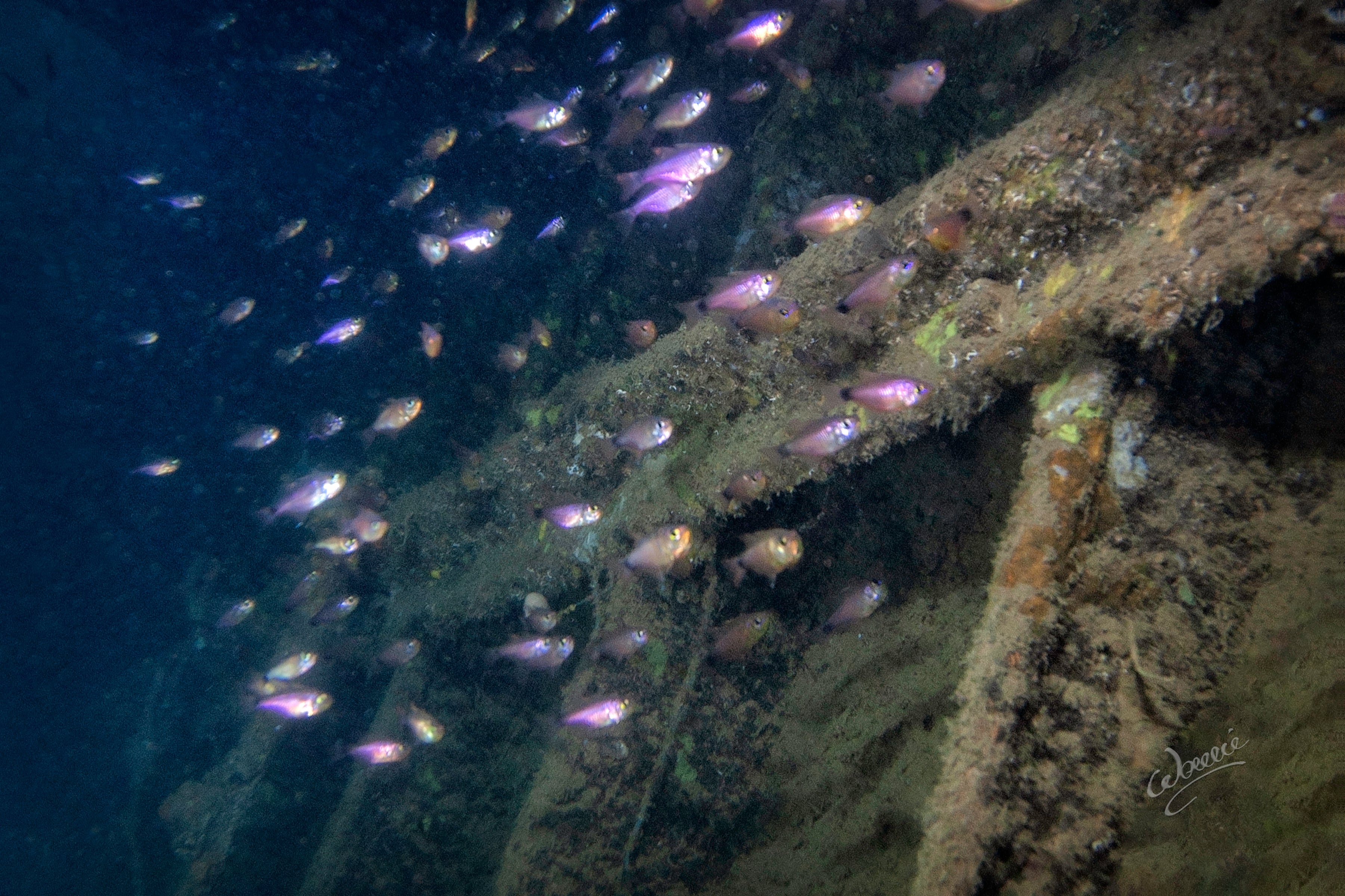 Fishes in a shipwreck in Coron Palawan