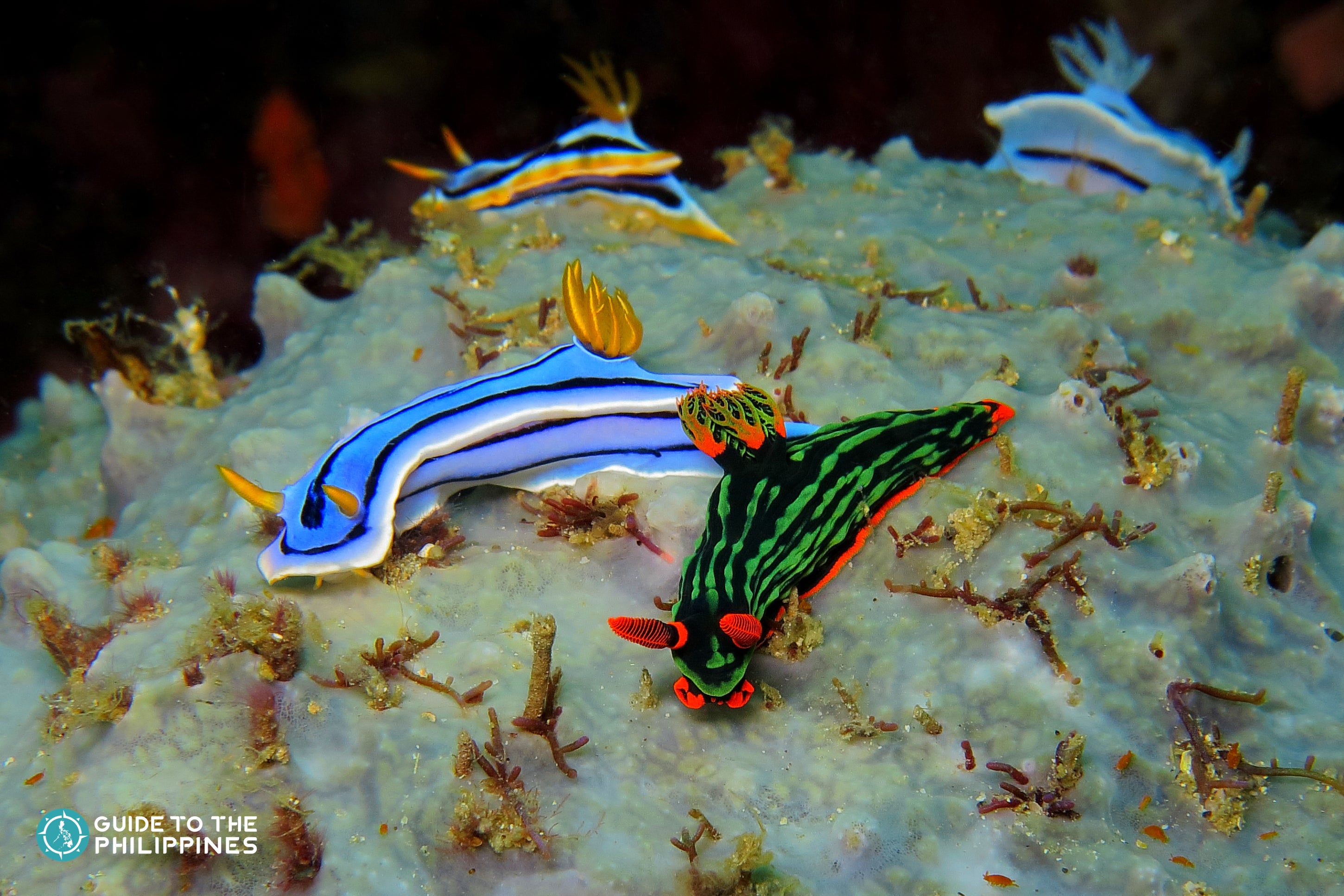Nudibranch in a diving spot in Dauin