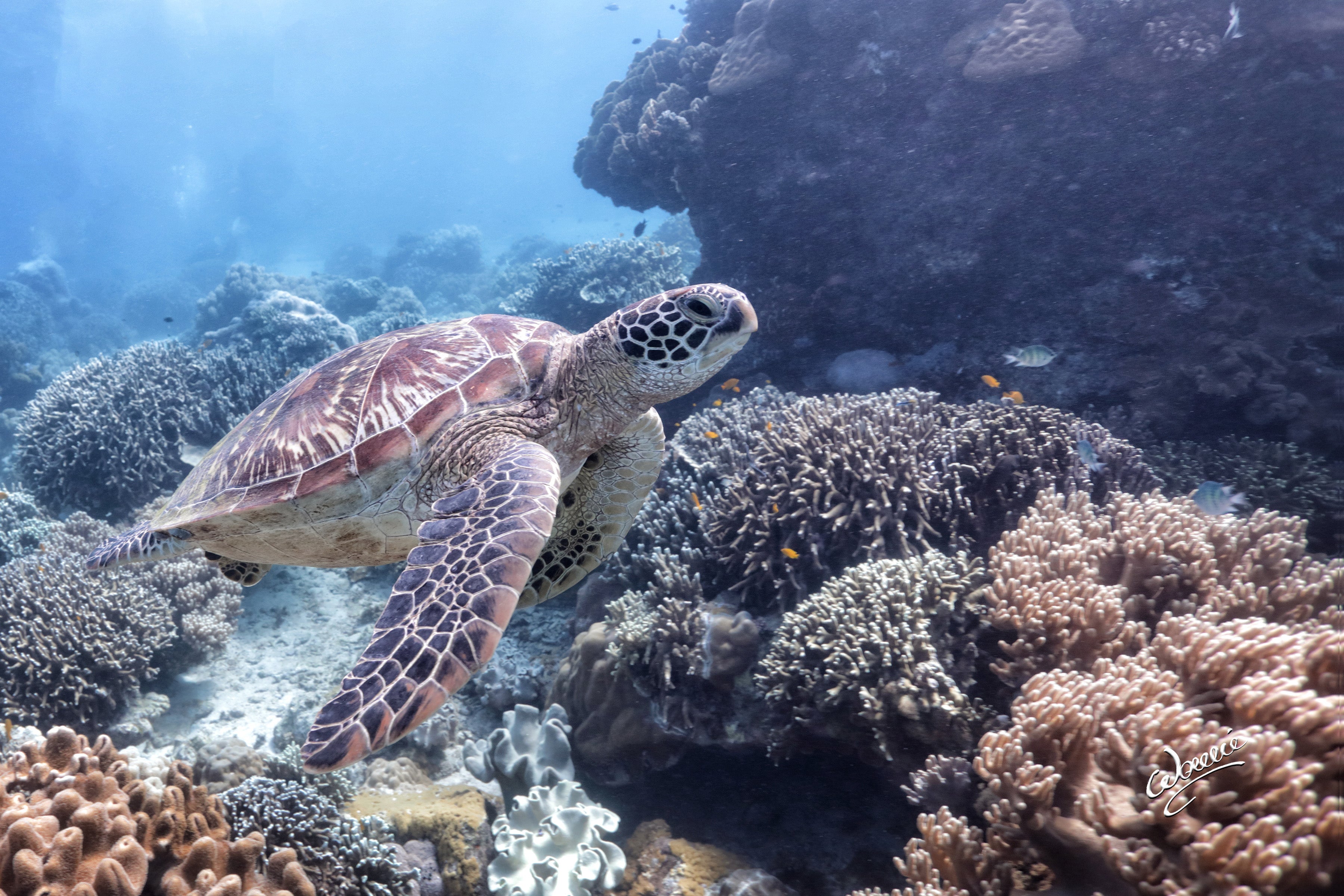 Sea turtle in Apo Island
