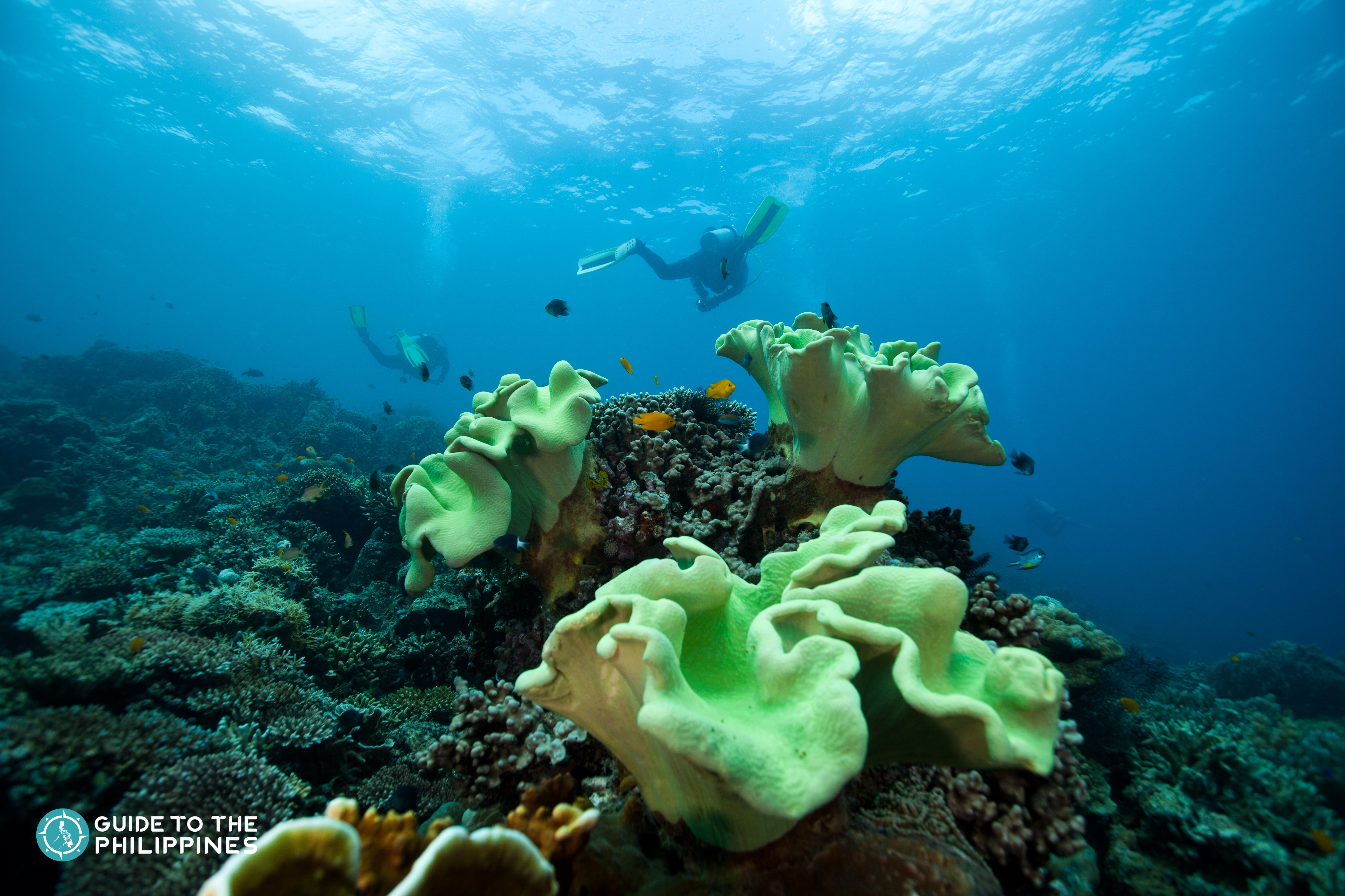 Two divers in Dumaguete