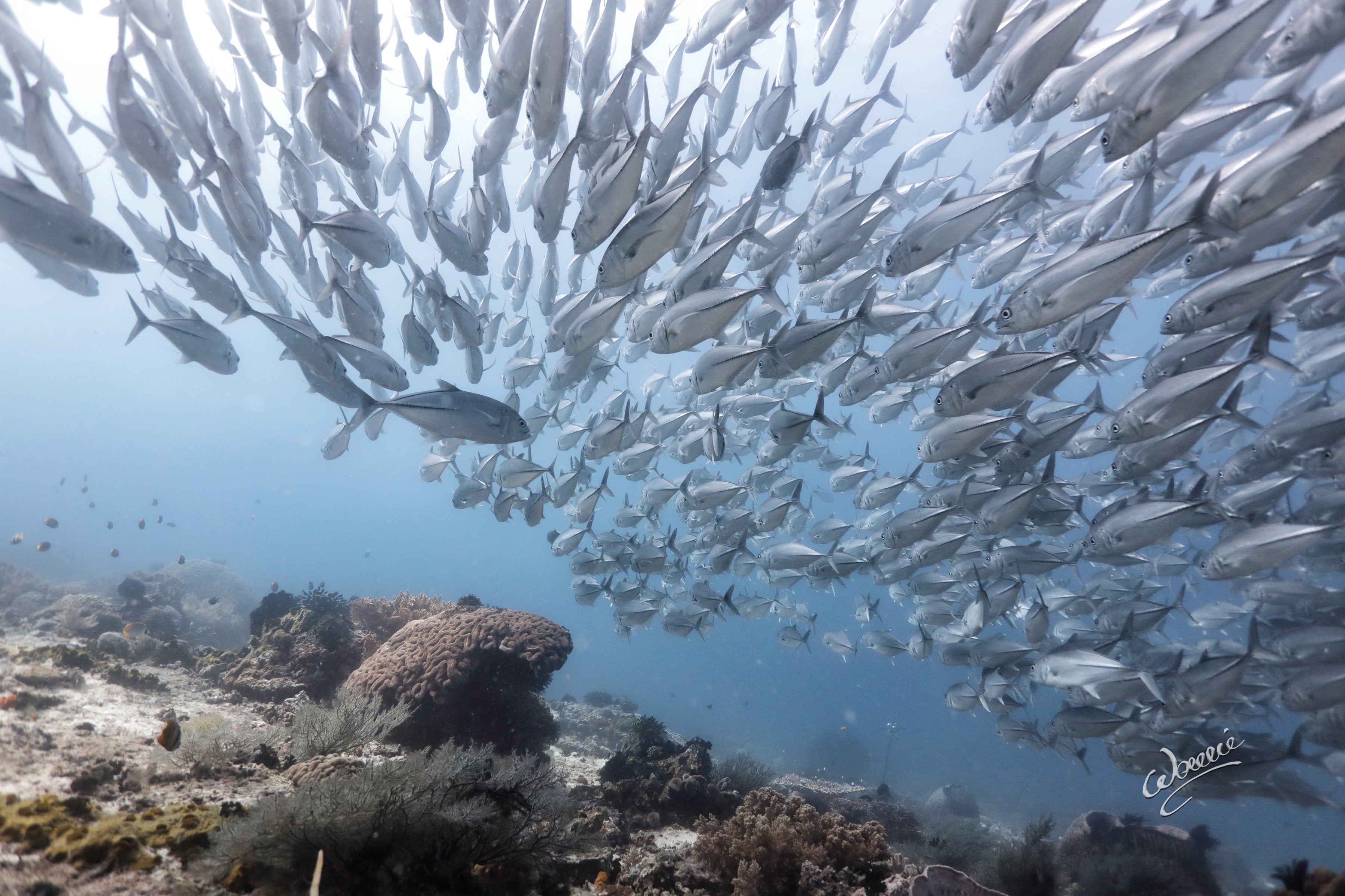 Trevallies in a dive spot in Dumaguete