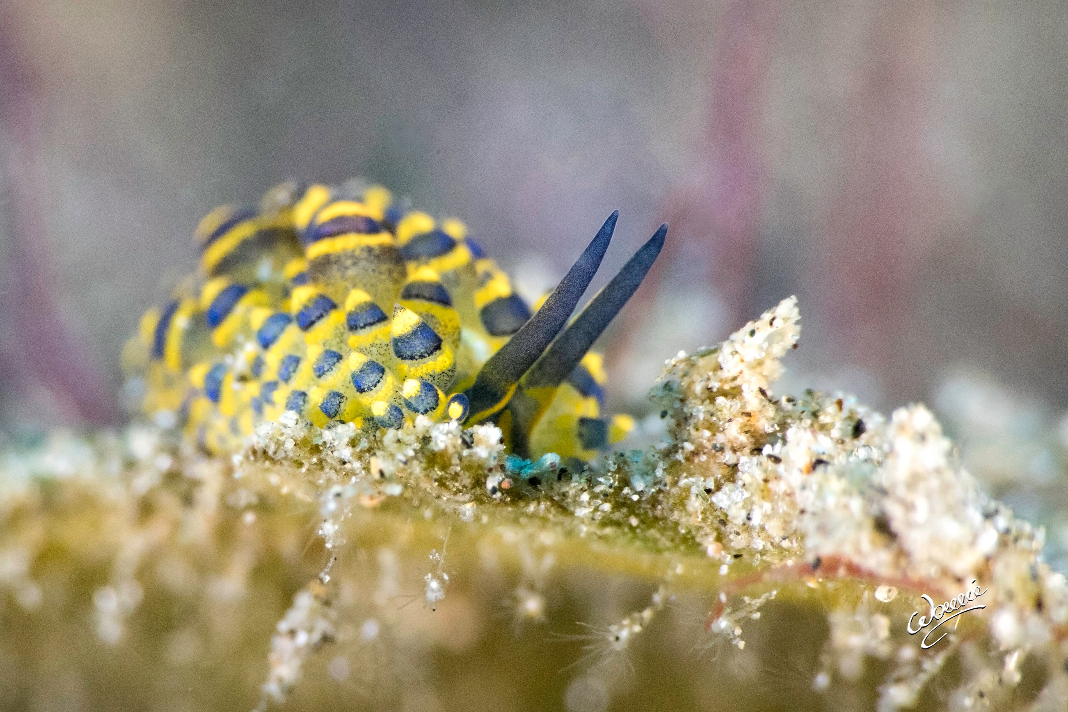 Nudibranch which can be seen during muck diving in Dauin