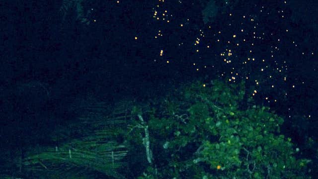 Donsol River Firefly Watching Tour in Sorsogon Province with Transfers